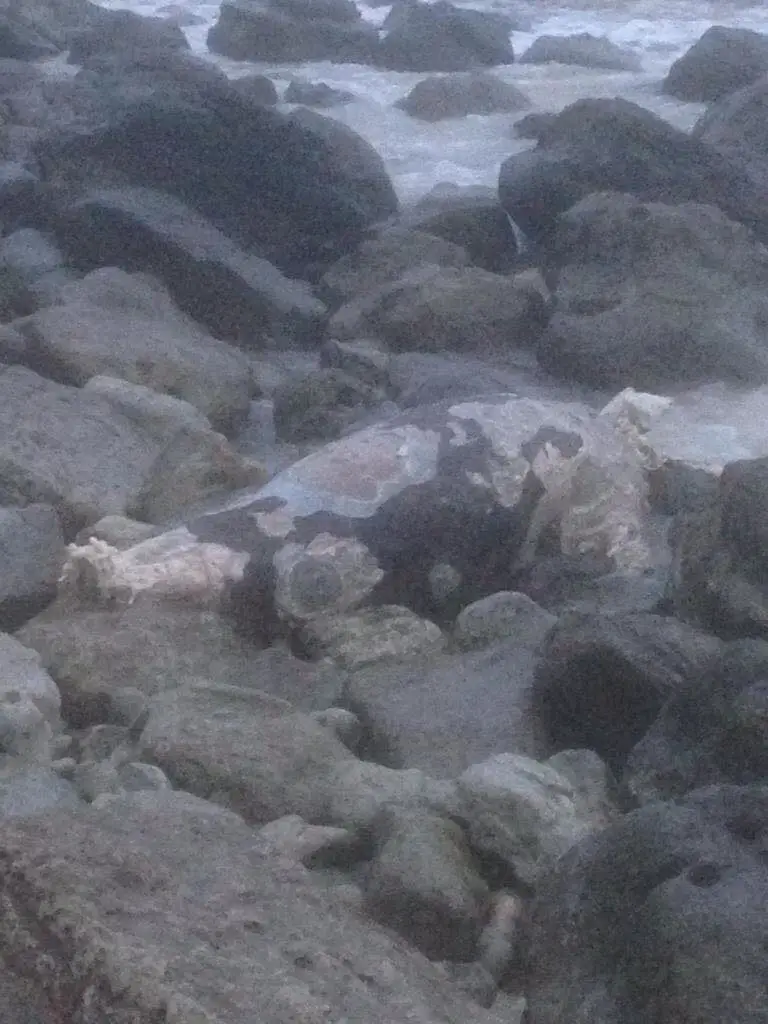 Dead dolphin spotted on beach by Joe Truman