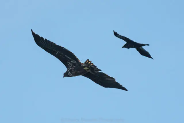 The White Tailed Eagle and a Raven © Ainsley Bennett