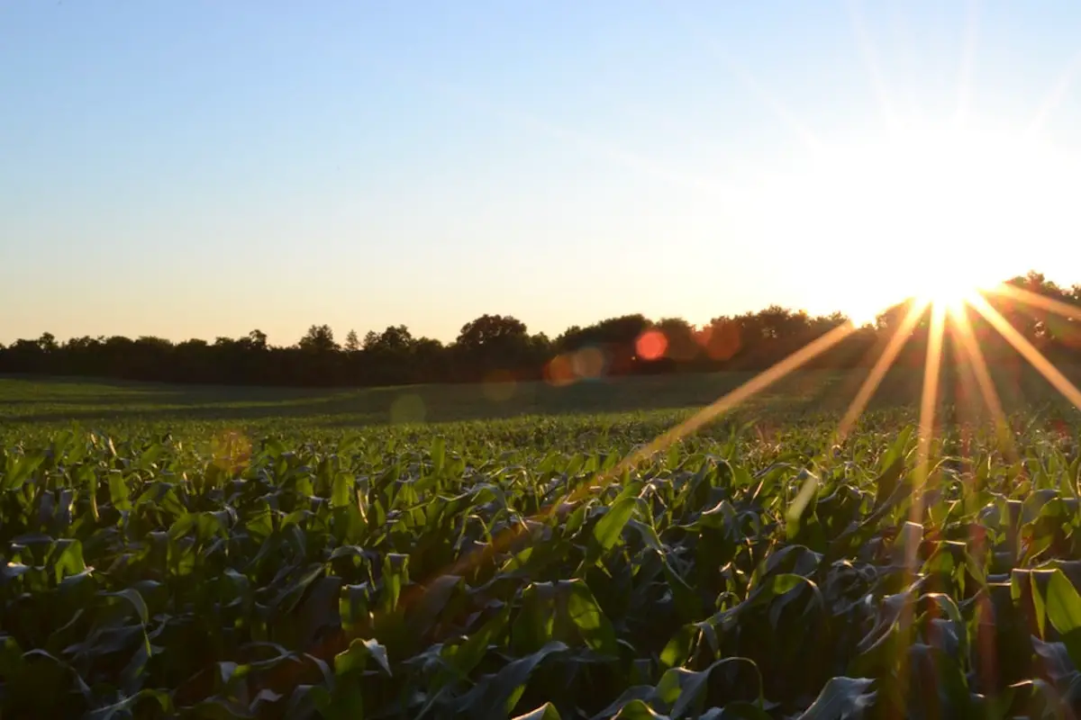 field of vegetables with sun flare