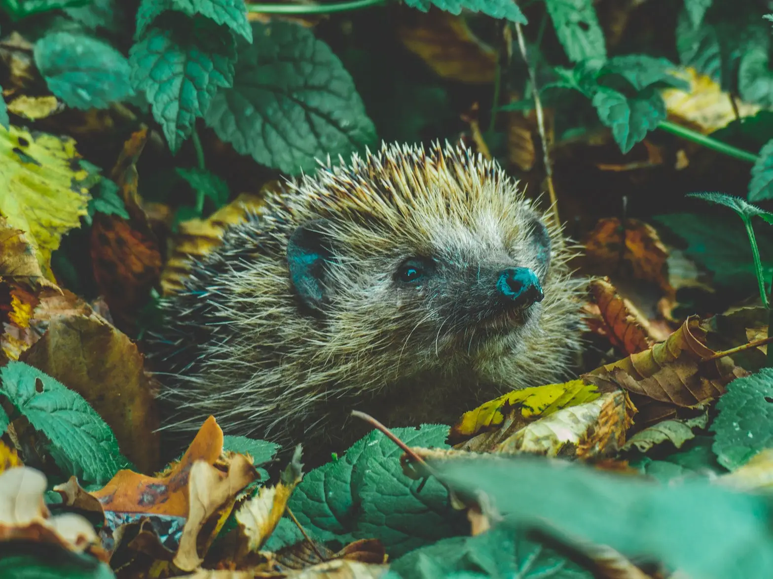 hedgehog in undergrowth