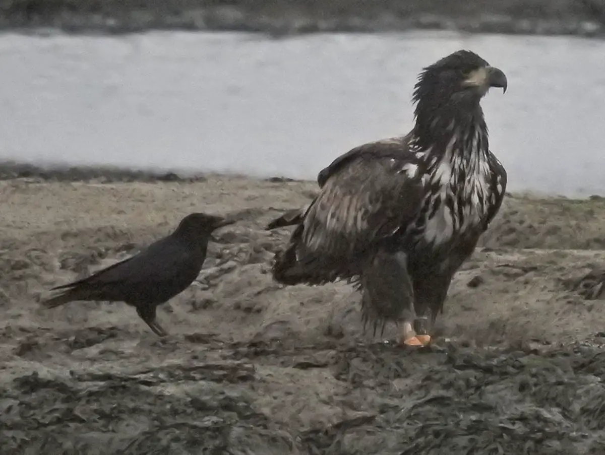 The White Tailed Eagle and audacious Carrion Crow by Jim Baldwin