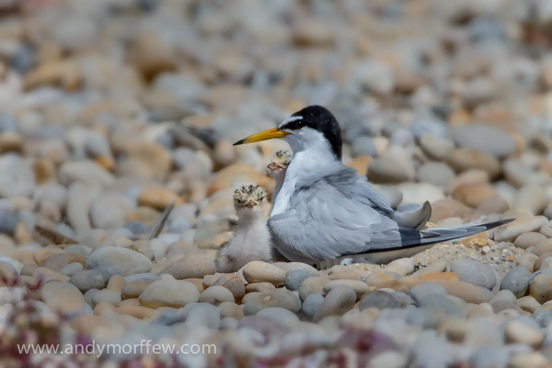 little tern and chicks