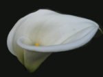 white lily