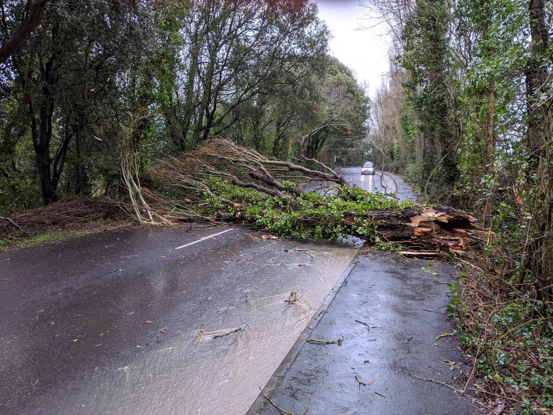 Tree down at Calthorpe Road near Ryde - island roads