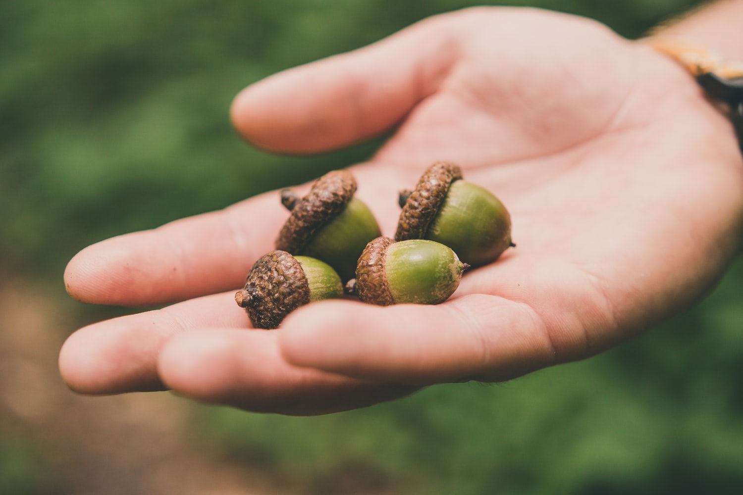 four acorns in mans hand