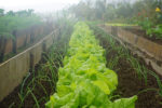 lettuces in allotment plot
