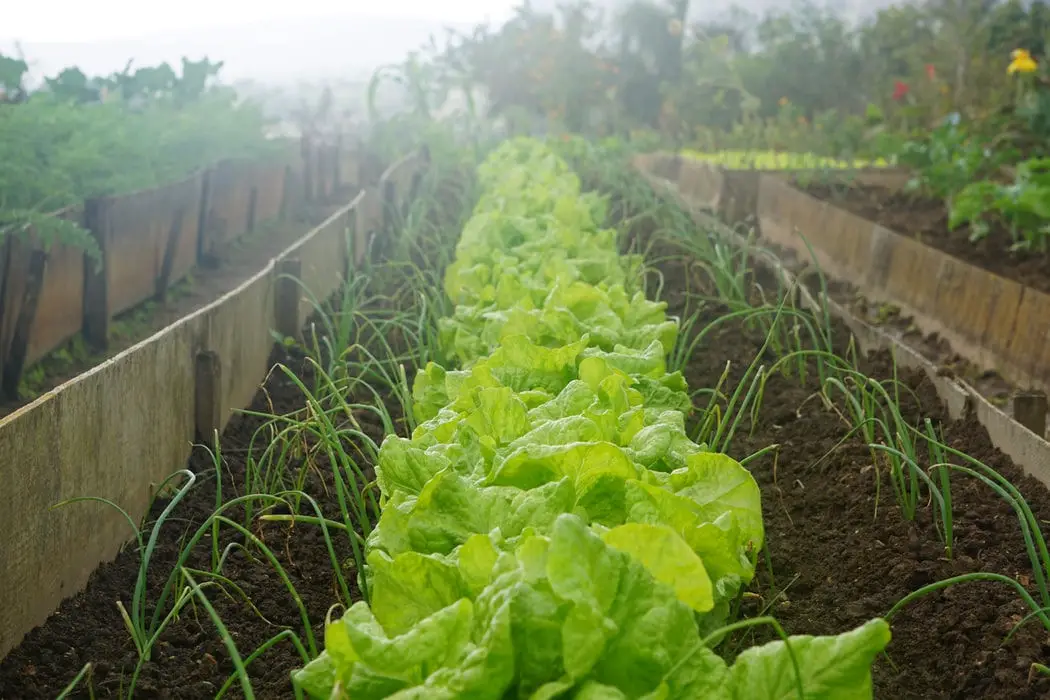 lettuces in allotment plot