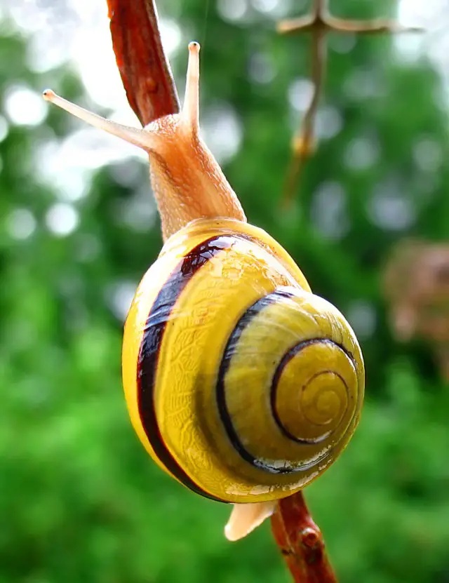 snail sliding down plant