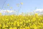 field of rapeseed - pollen