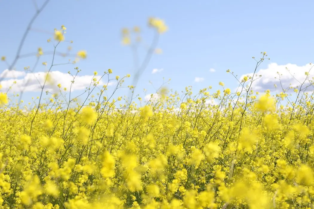 field of rapeseed - pollen