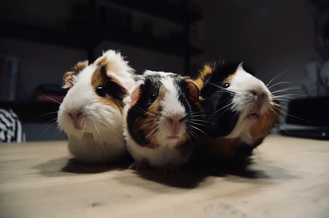 three guinea pigs sitting on a table