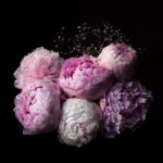 bunch of flowers - pink peonies