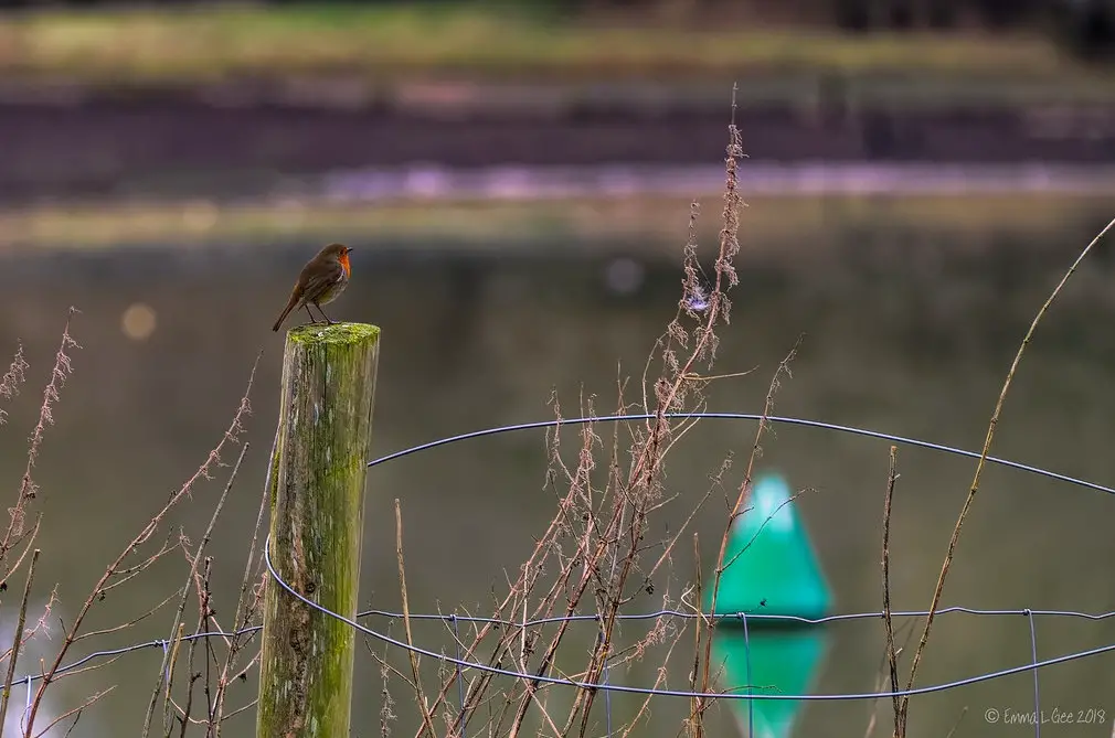 robin on the medina river bank
