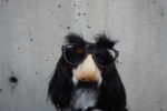 Dog with glasses and nose disguise -
