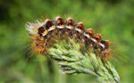 brown tailed moth caterpillar