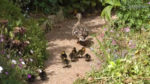 mallard and ducklings in carol and bob castle's garden