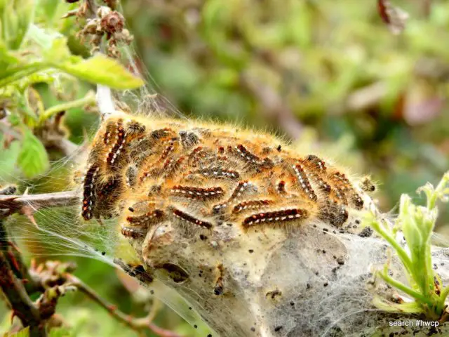 nest of brown tailed moth caterpillars