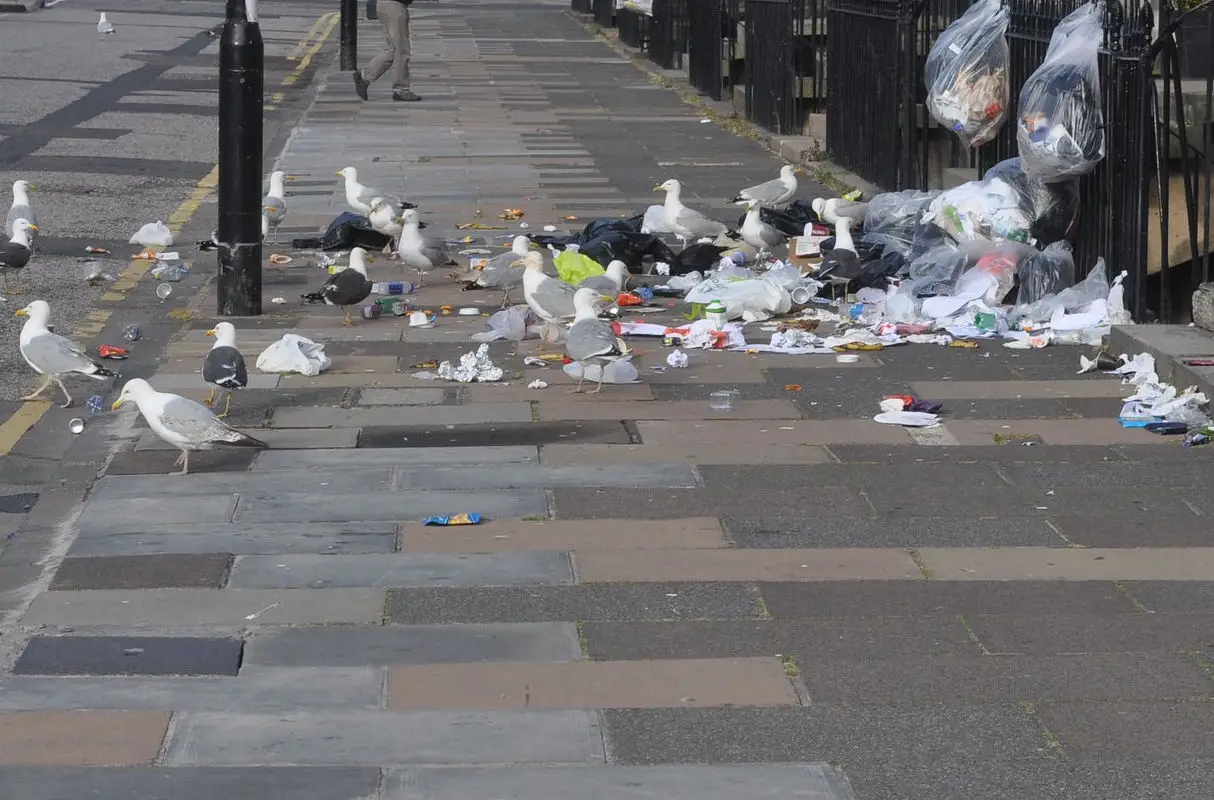 seagulls picking apart rubbish in street