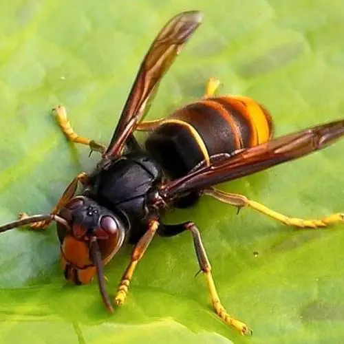 Asian Hornet - yellow legs