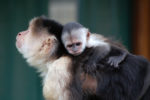 Capuchin mother with baby on back