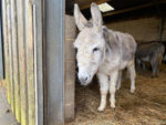 Dusty the Jack Donkey - now passed away