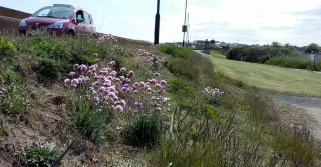 The Lost Duver Project - Sea Thrift on Culver Parade