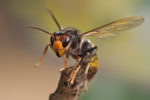 asian hornet on a twig