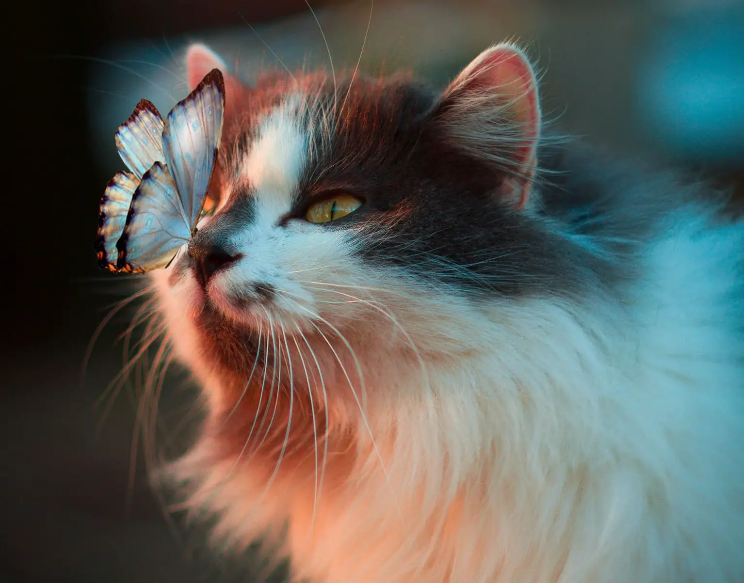 butterfly on cat