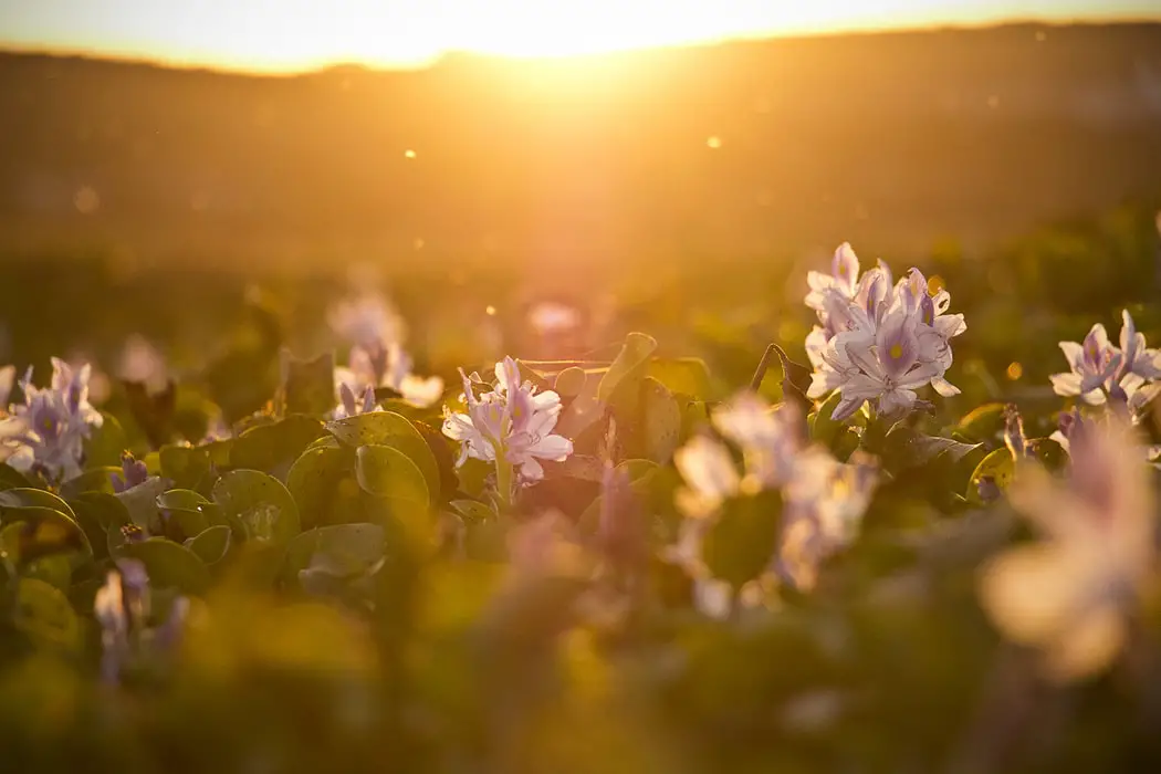 flowers in field with sunshine