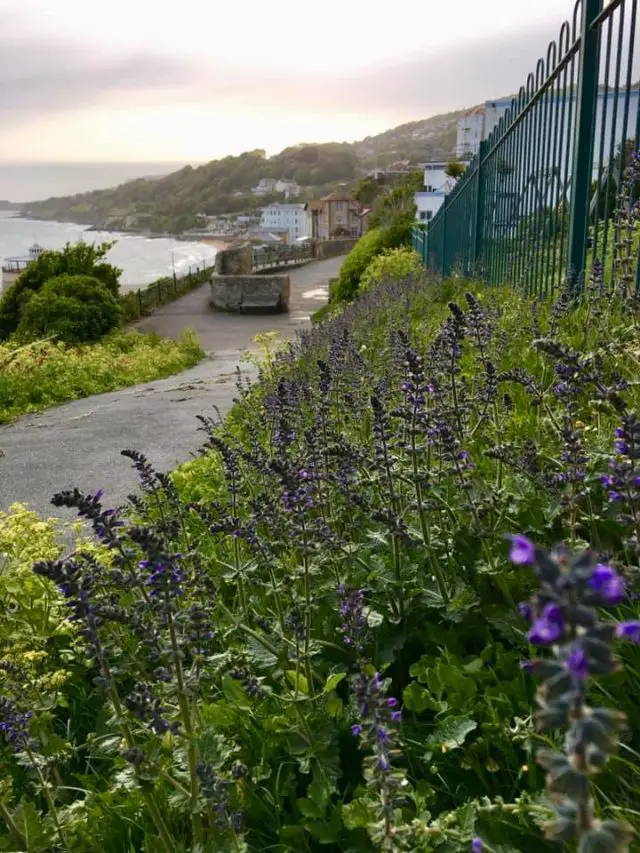 Wild Clary in Ventnor - by Lesley Brown