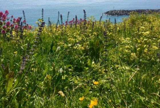 Rare flower appears in Ventnor thanks to lockdown measures