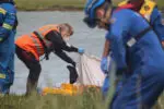 Dolphin being rescued
