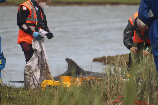 Dolphin rescue on the Western Yar