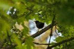 A blackbird sitting on a branch
