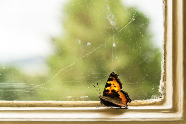 Butterfly in a window by Andreas Haslinger
