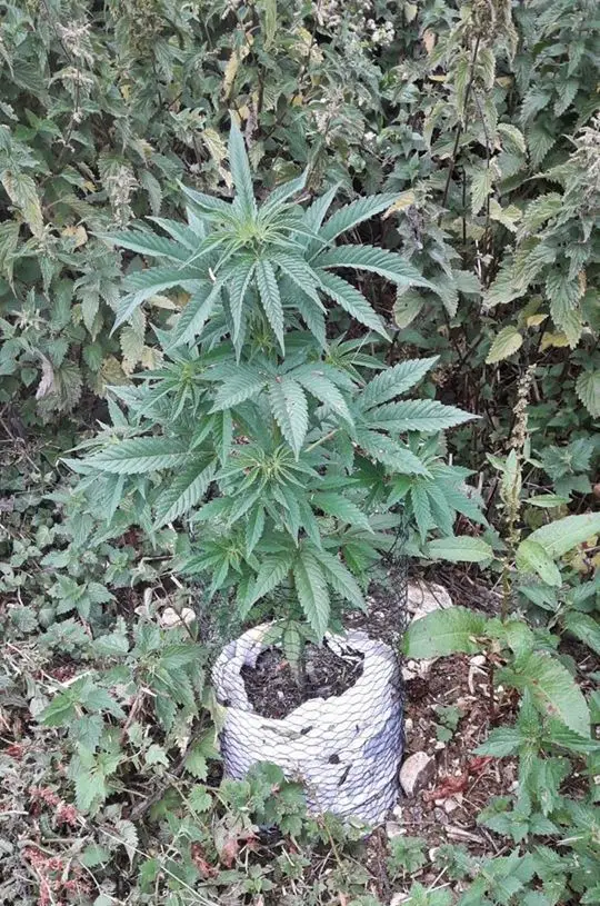 cannabis plants in carisbrooke field