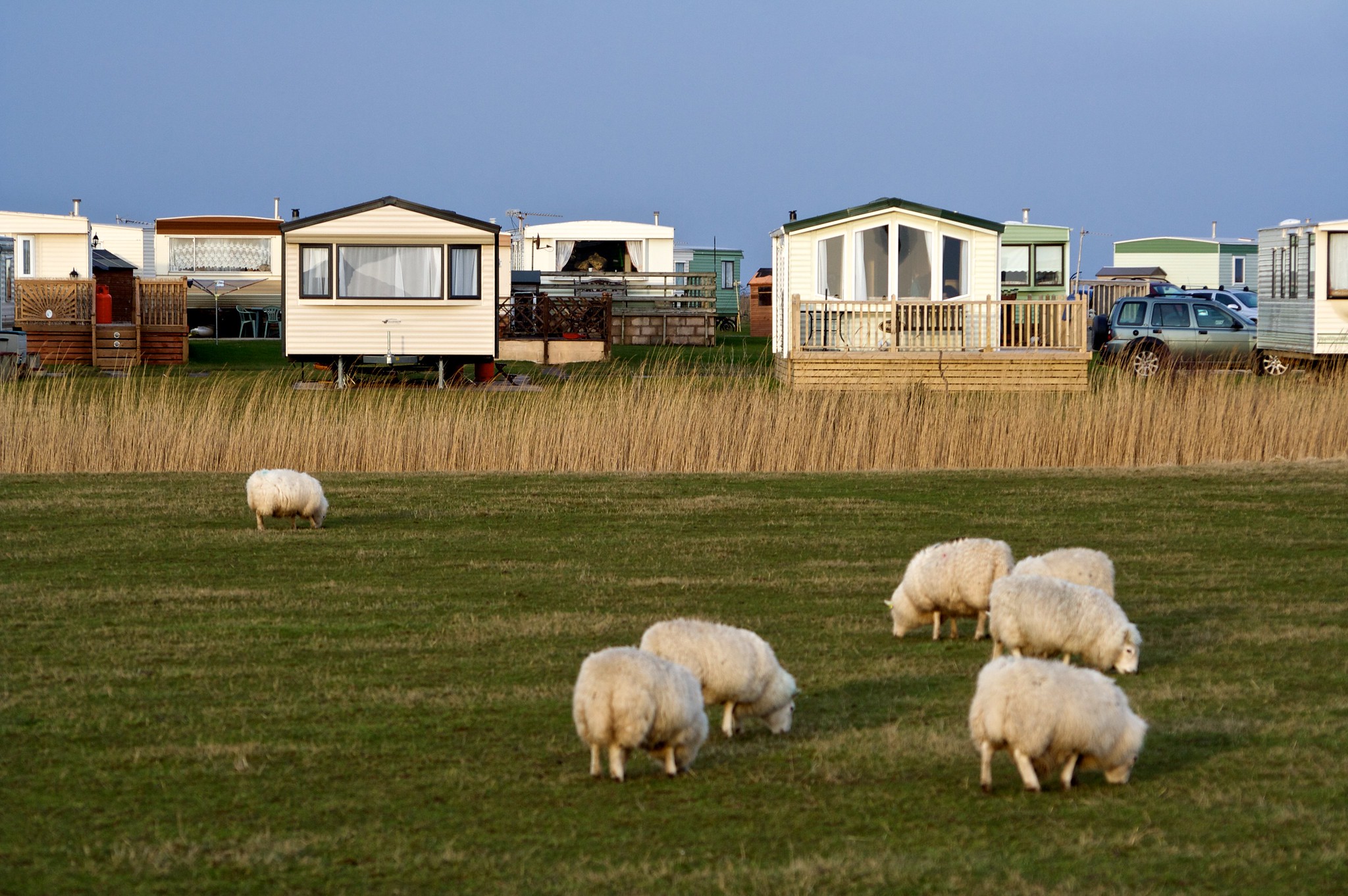 caravan park site next to field of sheep