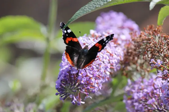 red admiral on a buddeia 