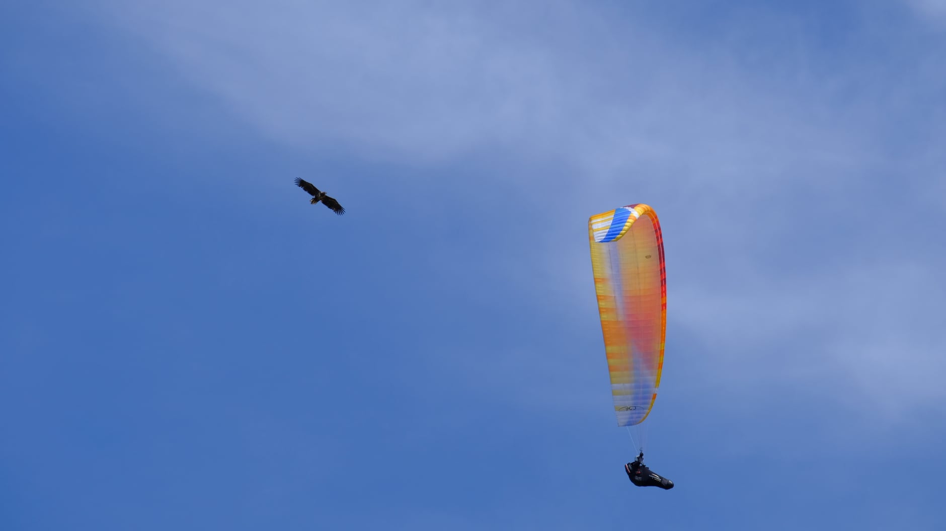 white tailed eagles and paraglider