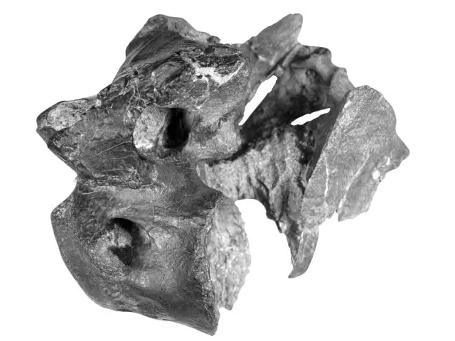 Still image of vertebra by University of Southampton
