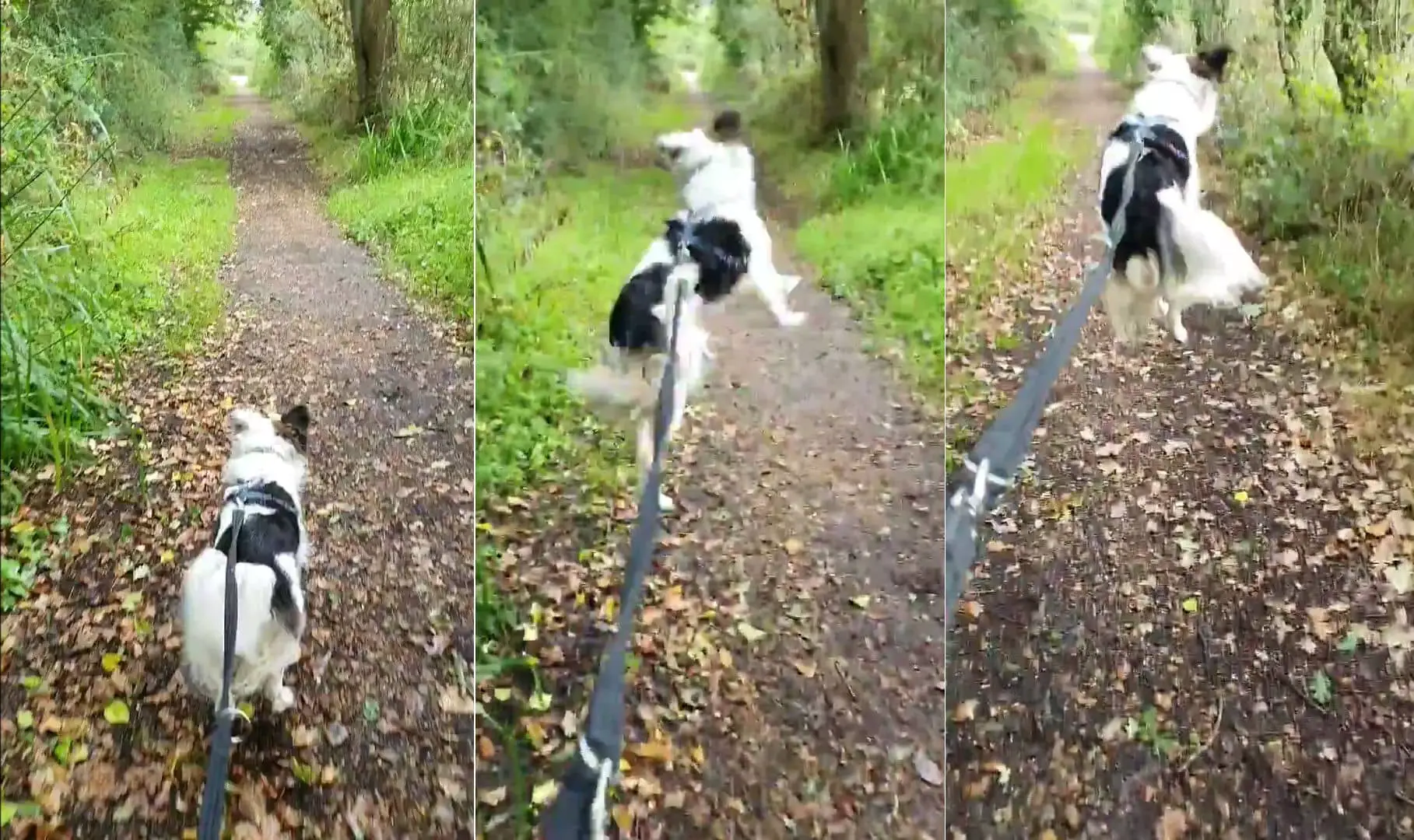 jumping dog - stills from video