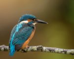 kingfisher sitting on a branch