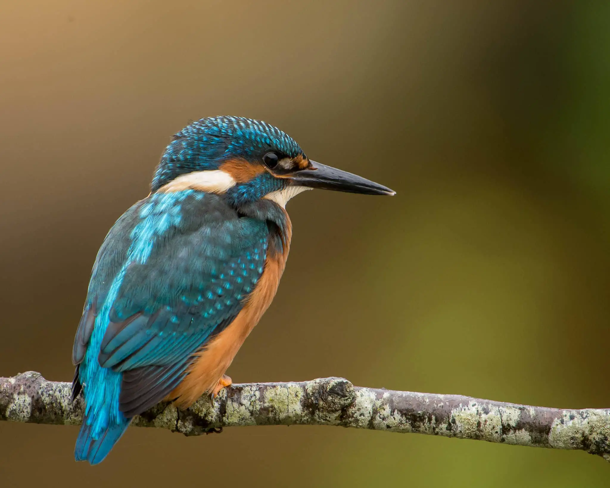 kingfisher sitting on a branch