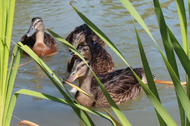Ducks after being released