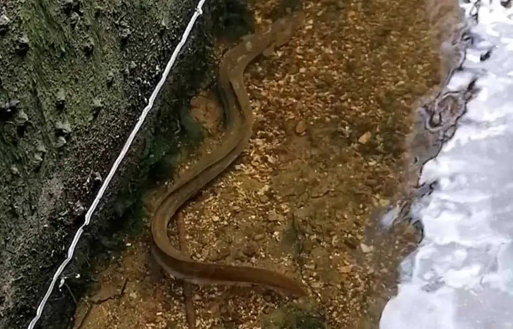 Endangered eel