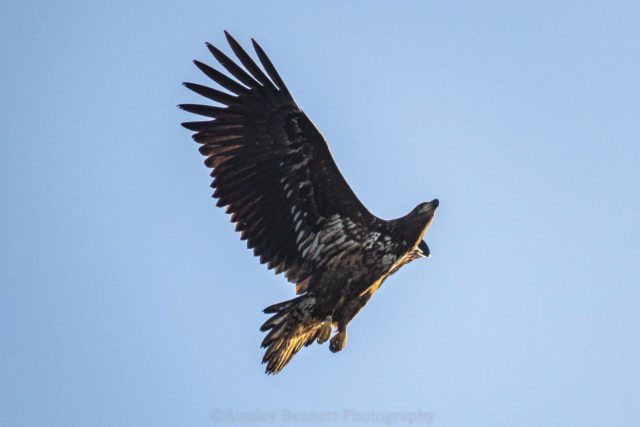White-Tailed Eagle G324 by Ainsley Bennett