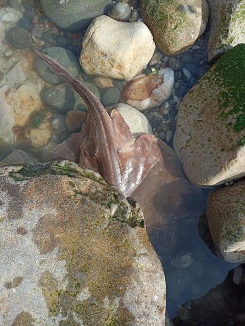Trapped stingray in Woody Bay