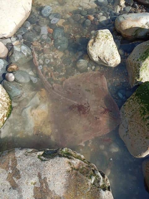 Stingray released from under the rock