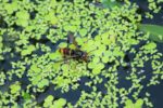 The asian hornet sitting on top of a pond