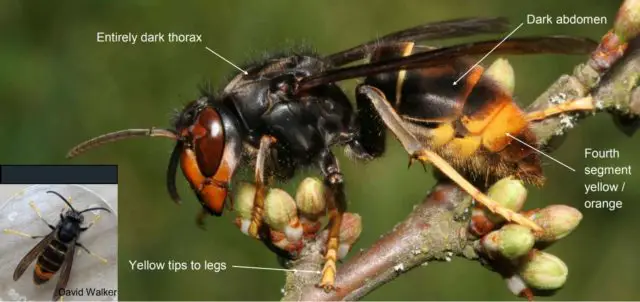 How to identify the asian hornet 